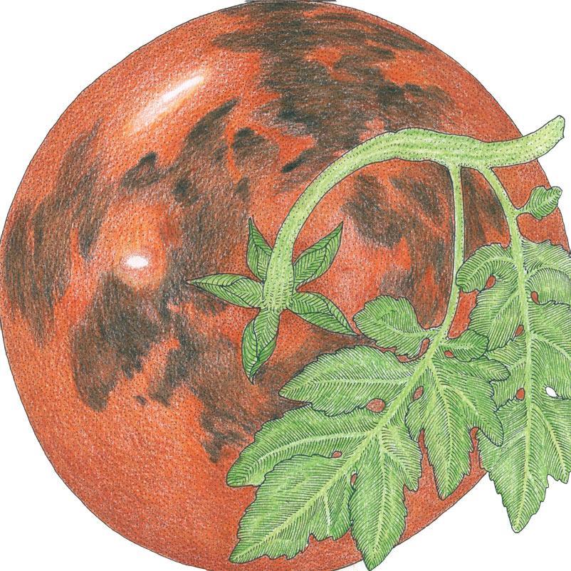 Organic Tomato, Black Prince (1 oz)