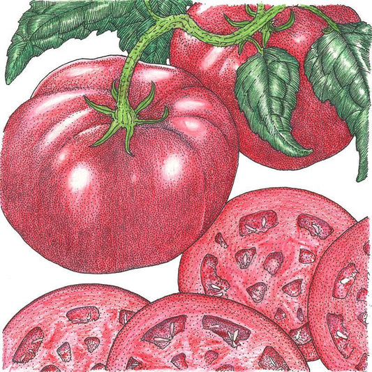 Organic Tomato, Brandywine Pink (1 oz)
