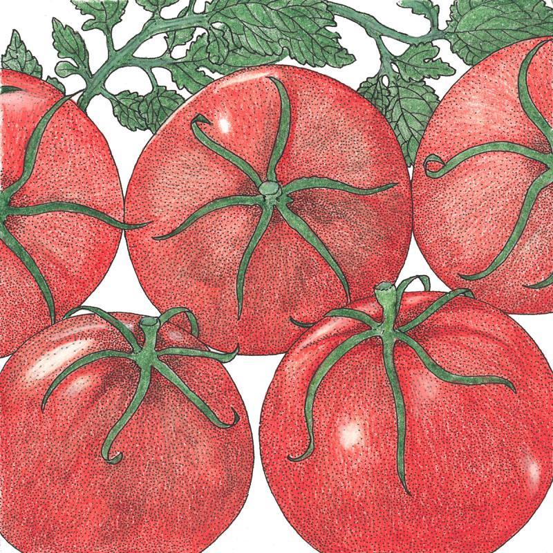 Organic Tomato, Siberia (1 oz)