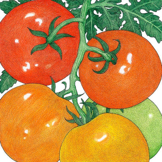 Organic Tomato, Silvery Fir Tree (1 oz)