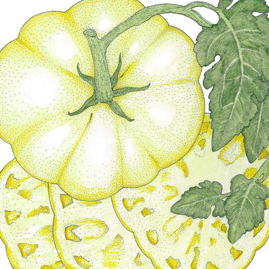 Organic Tomato, White Wonder (1 oz)