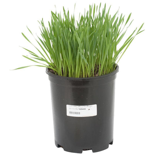 Wheat, Beardless (lb)