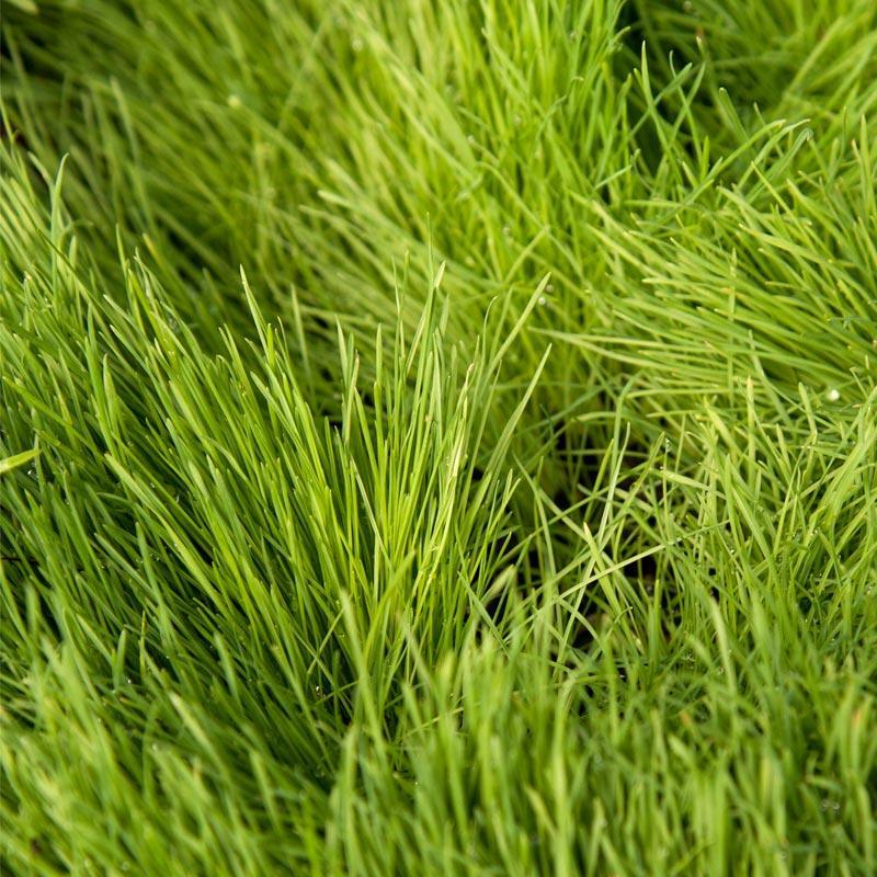 Paiute Orchardgrass Seed (lb)