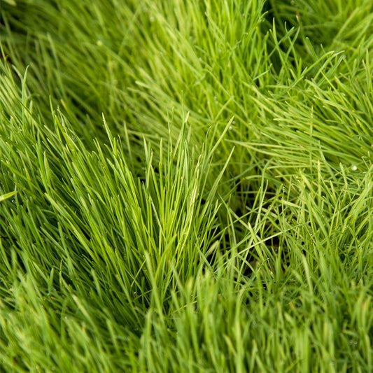 Paiute Orchardgrass Seed (lb)