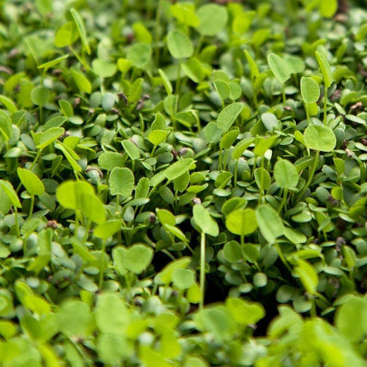 Palestine Strawberry Clover - Nitrocoated Seed (lb)
