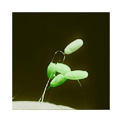 Green Lacewing - Eggs (Unit Of 5,000)