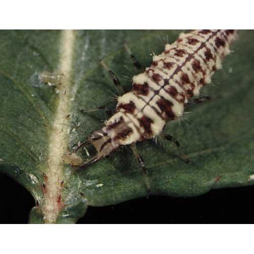 Green Lacewings - Pre-Fed Larvae (Unit of approx 1000)