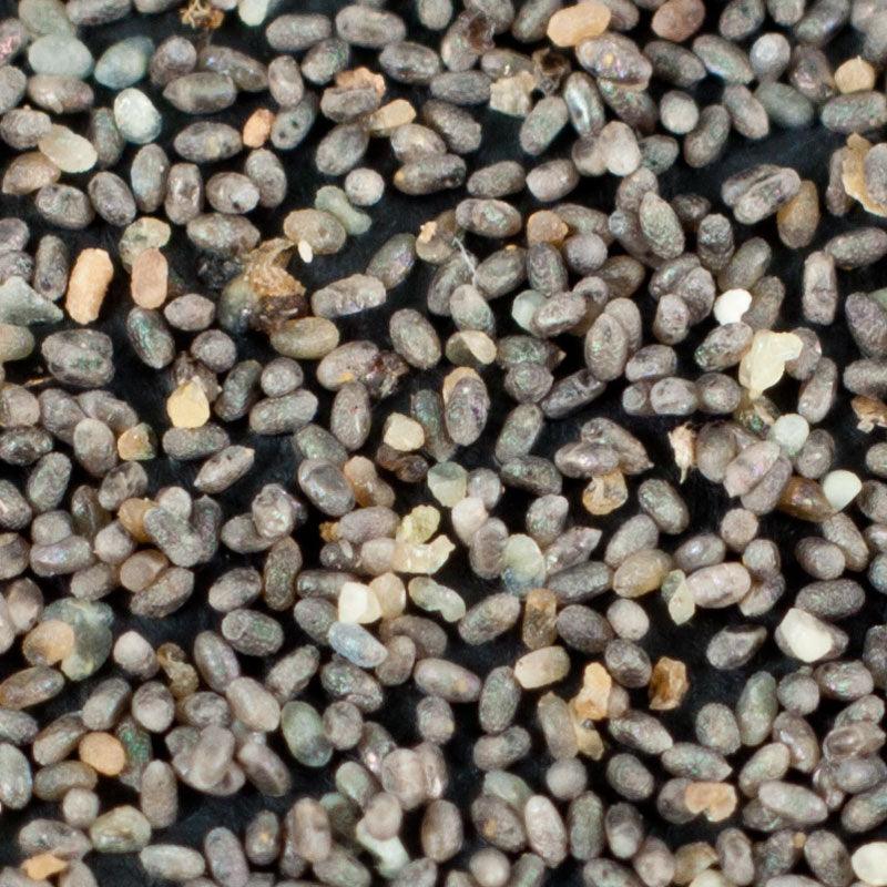 Moth Egg Parasite - Trichogramma Wasp (Card of 100K)