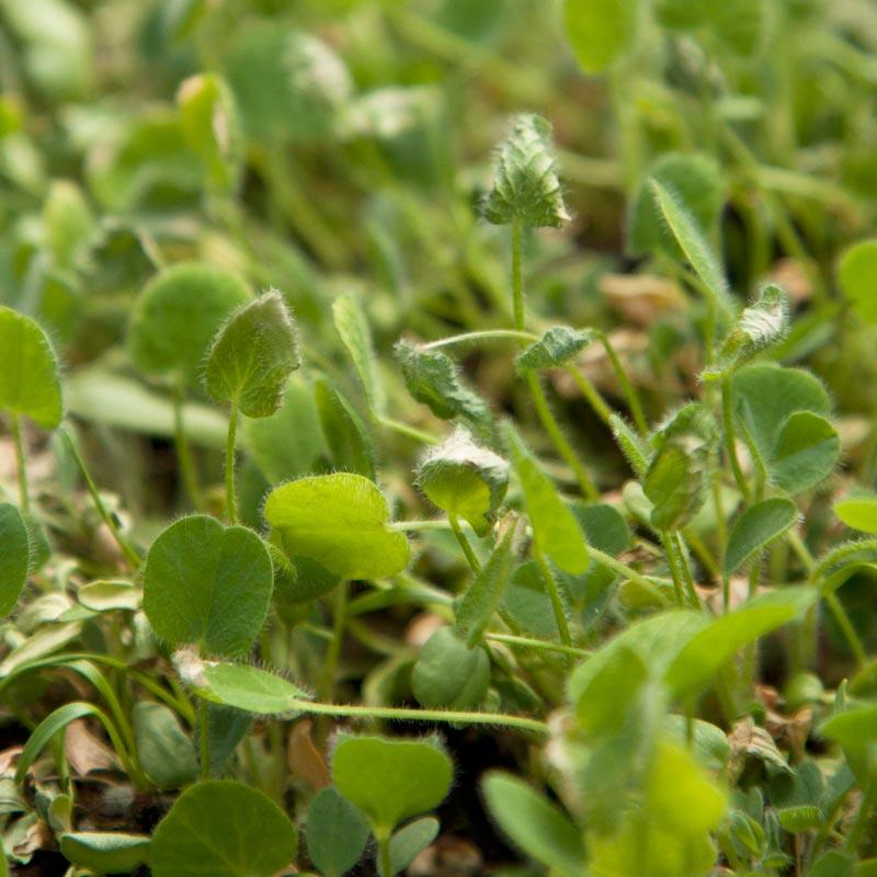 Peaceful Valley Low-Growing Good Bug Blend - Nitrocoated (lb)