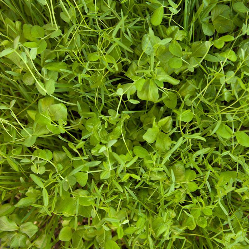 Peaceful Valley Budget Soil Builder Mix - Raw Seed (lb)