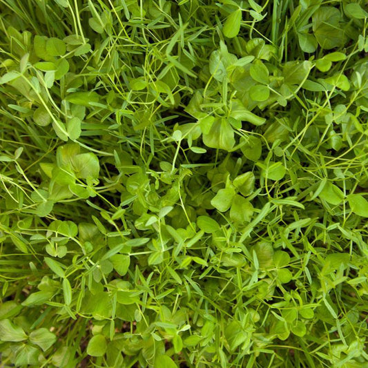 Peaceful Valley Budget Soil Builder Mix - Raw Seed (lb)