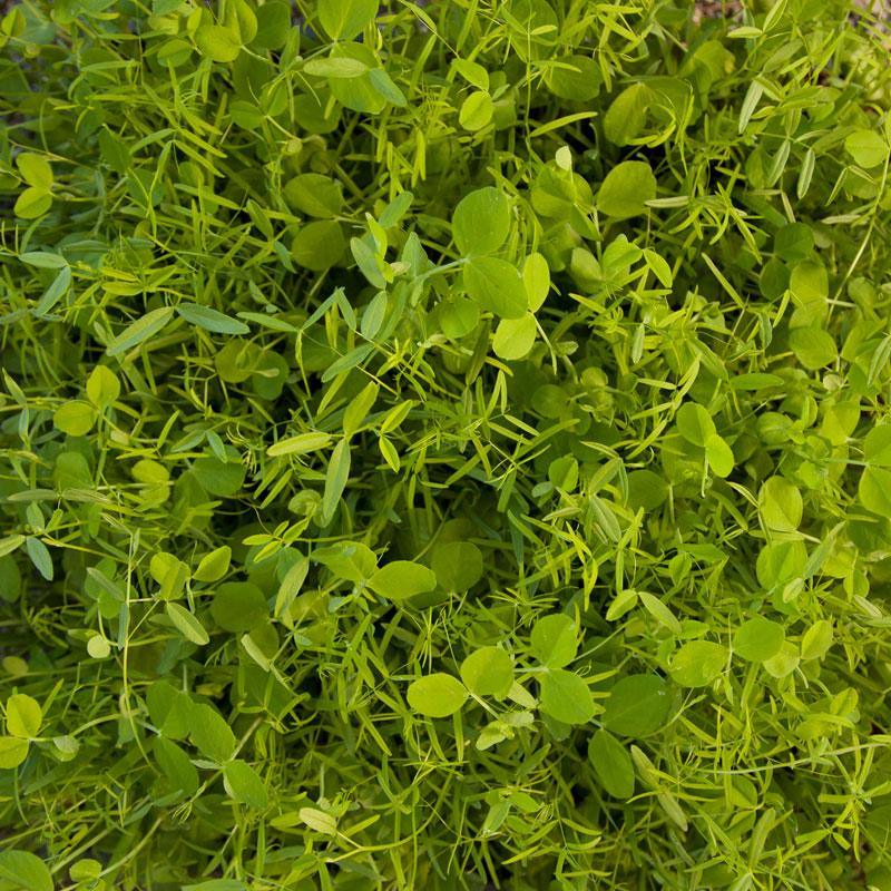 Peaceful Valley Cold Zone Soil Builder Mix - Raw Seed (lb)