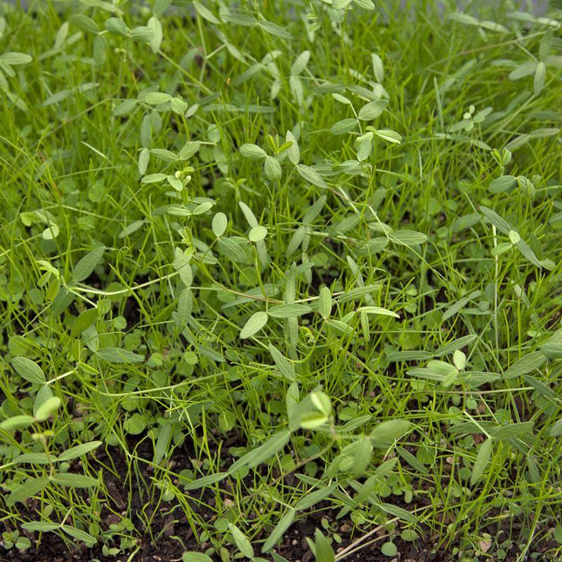 Peaceful Valley Dryland Erosion Fire Recovery Mix Nitrocoated (lb)