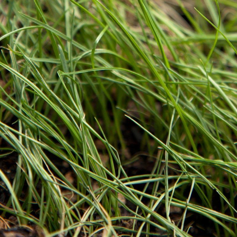 Peaceful Valley General Livestock Irrigated Pasture Mix - Nitrocoated Seed (lb)