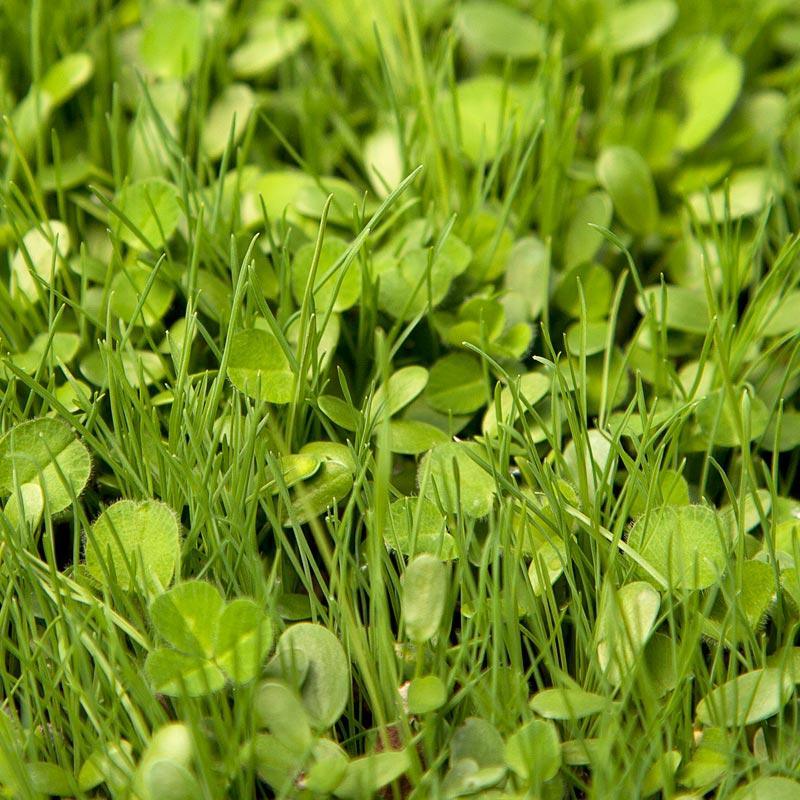 Peaceful Valley High Rainfall Dryland Pasture Mix - Nitrocoated Seed (lb)