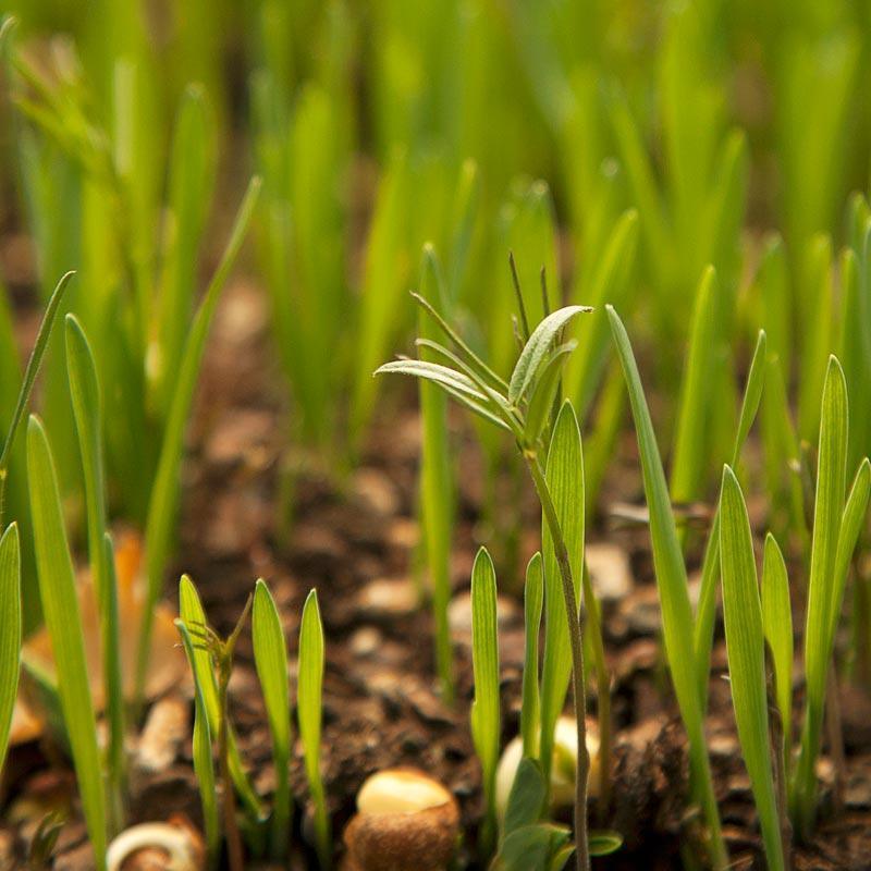 Peaceful Valley Legume Oat Mix #2 - Raw Seed (lb)