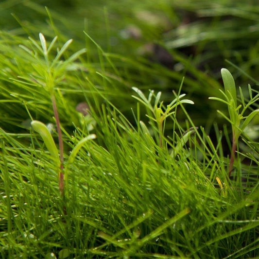 Peaceful Valley Low-Growing Grasses & Wildflowers Seed (lb)