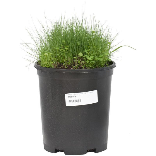 Peaceful Valley Mini Perennial Clover & Grass Mix - Nitrocoated Seed (lb)