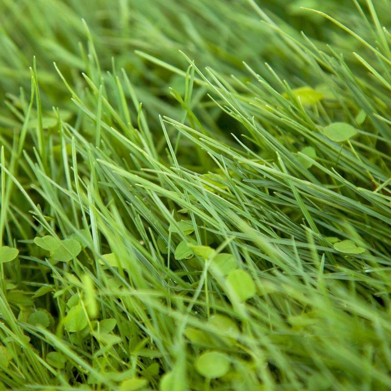 Peaceful Valley Roadway Mix - Nitrocoated Seed (lb)
