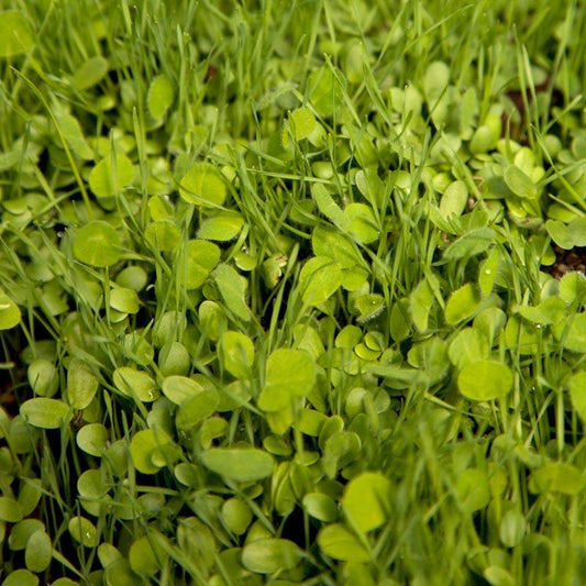 Peaceful Valley Sierra Foothill Dryland Mix - Nitrocoated Seed (lb)