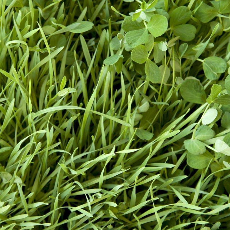 Peaceful Valley Sod Buster Mix - Seed (lb)