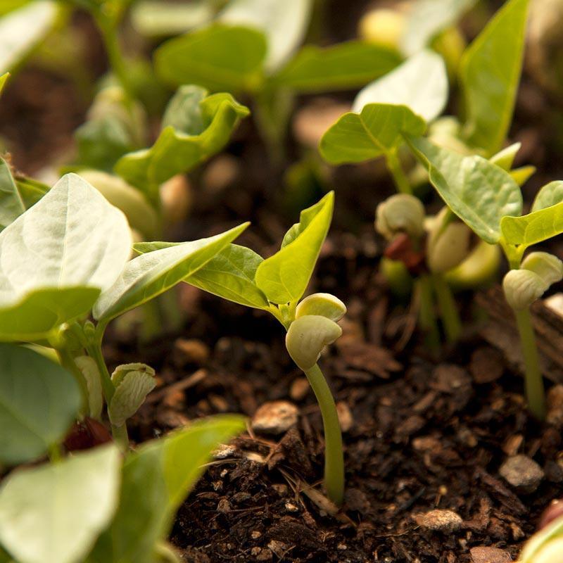 Peaceful Valley Summer Edible Cover Crop Mix - Raw Seed (lb)