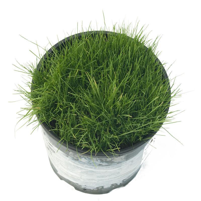 Peaceful Valley Sun & Shade Lawn Seed (25 lb Bag)