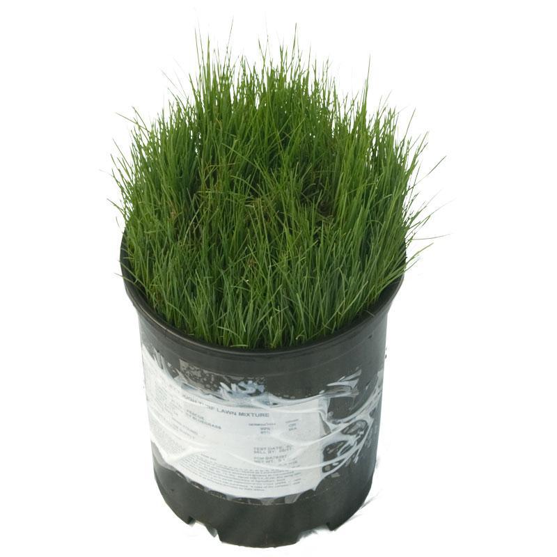 Peaceful Valley Tough Turf Lawn Seed (5 lb Bag)