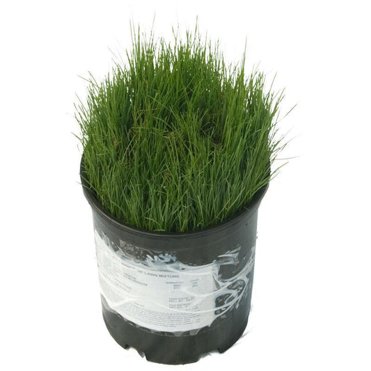 Peaceful Valley Tough Turf Lawn Seed (5 lb Bag)