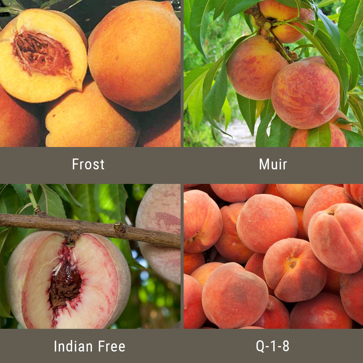 Peach Leaf Curl Resistant Peaches, 3 on 1 Multi Grafted Fruit Tree