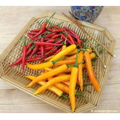 Thai Duo Orange Full Moon & Red Vesuvius Chile Pepper Seeds