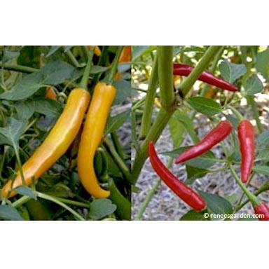 Thai Duo Orange Full Moon & Red Vesuvius Chile Pepper Seeds