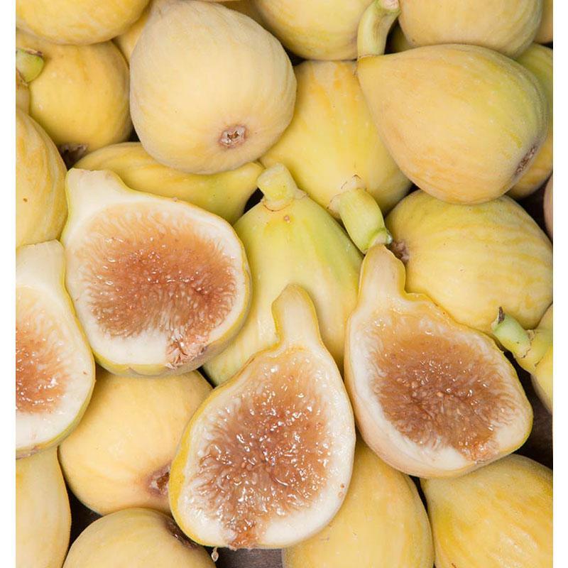 Peter's Honey Potted Fig Tree