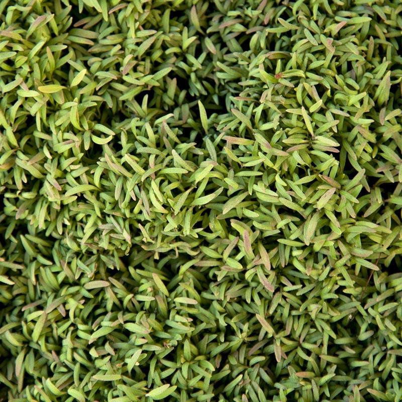Phacelia Seed (lb)