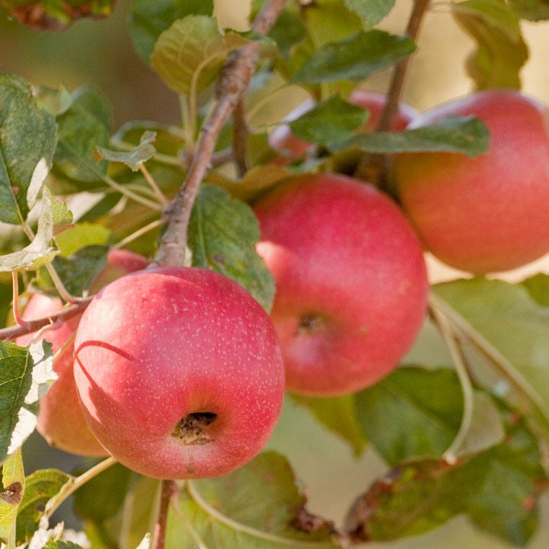 Pink Lady Apple Tree Potted (5 Gallon)