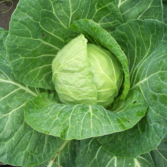 Organic Round Green Cabbage