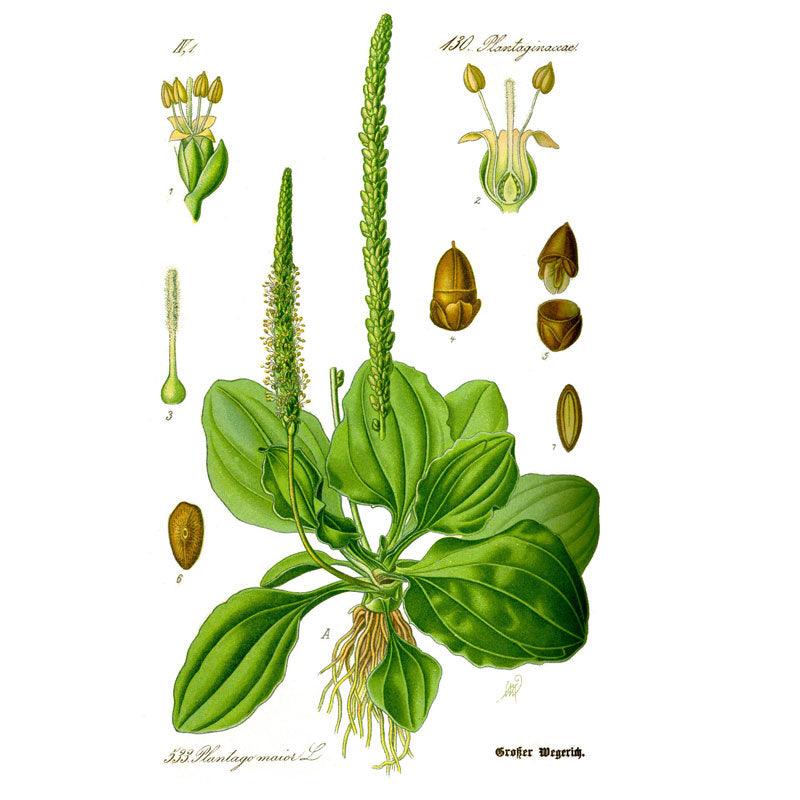 Plantain Broadleaf Seeds (Organic)
