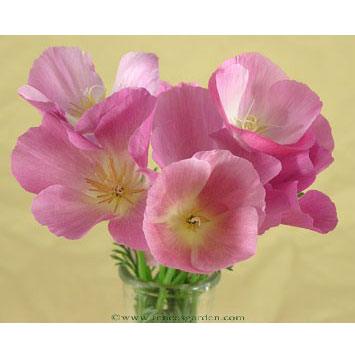 Dusky Rose California Poppy Flower Seeds