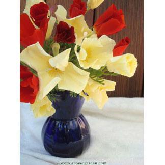 Tequila Sunrise California Poppy Flower Seeds