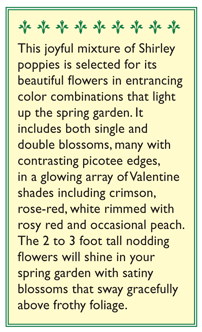 Falling in Love Shirley Poppy Flower Seeds