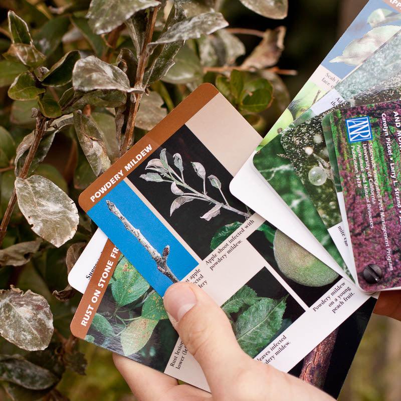 Tree Fruit Pest ID and Monitoring Cards