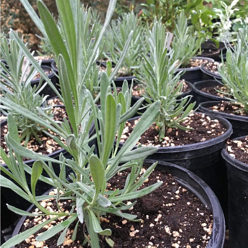 Organic Provence Lavender (1 Gallon)