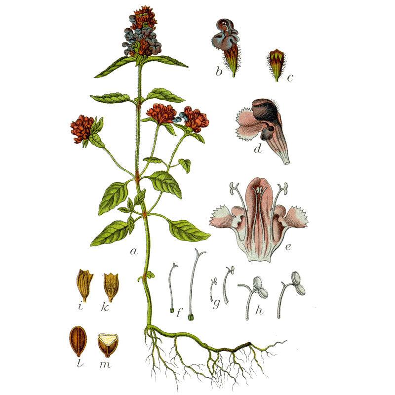 Self Heal (Prunella vulgaris) Seeds (Organic)