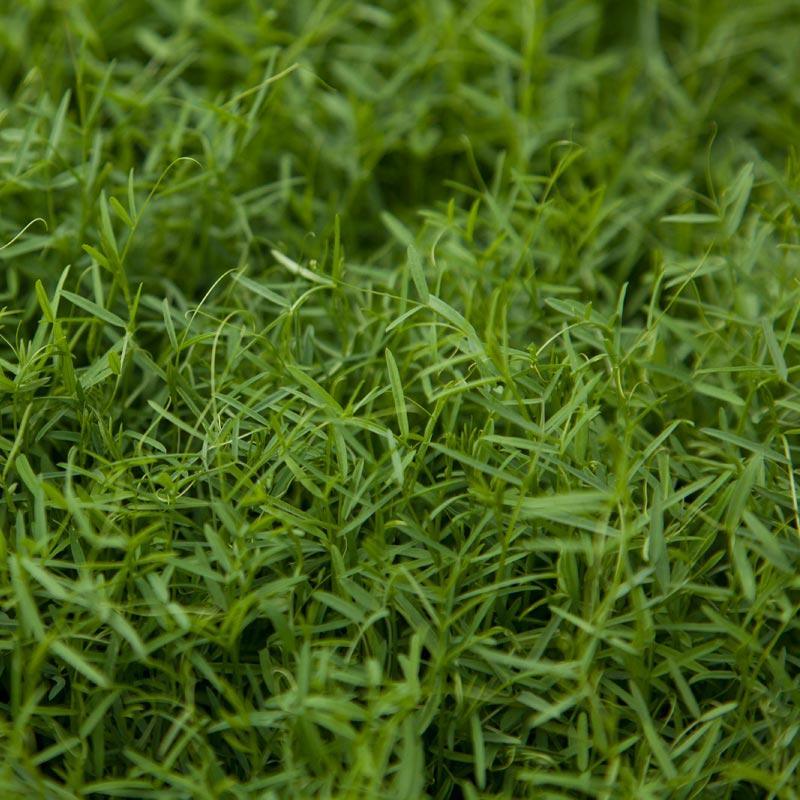Purple Vetch - Raw Seed (lb)