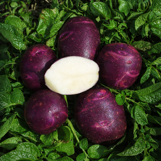 Organic Viking Purple Seed Potato (lb)