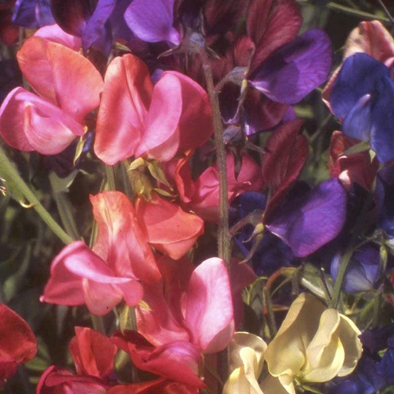Queen of the Night Sweet Pea Flower Seeds