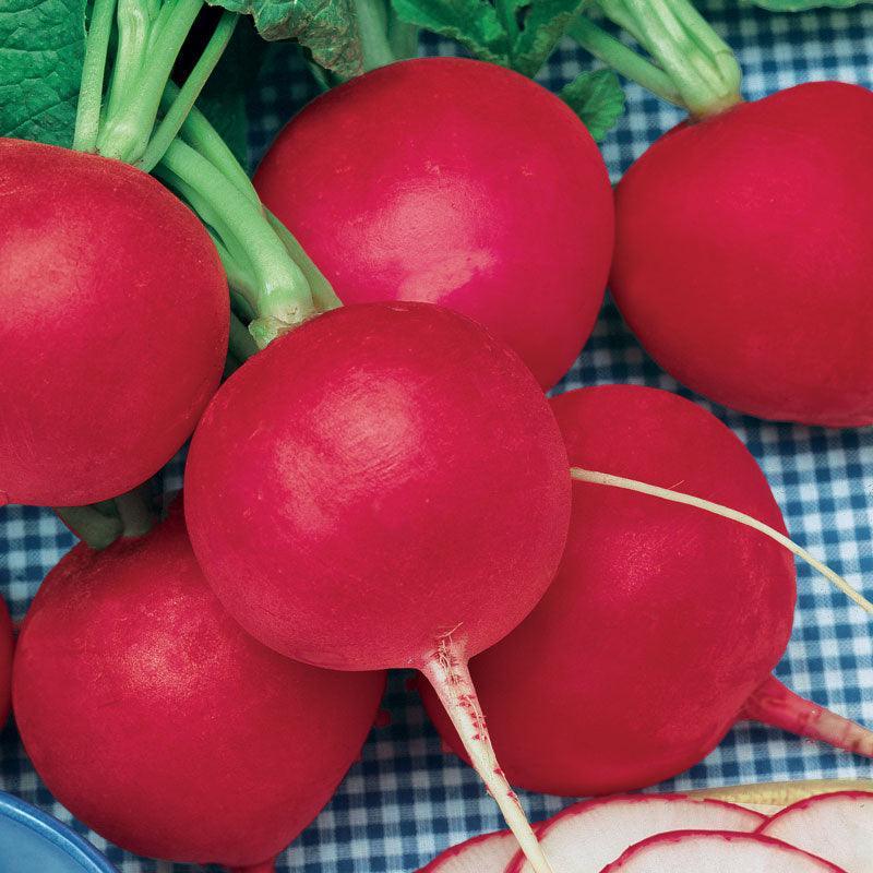 Organic German Giant Radish