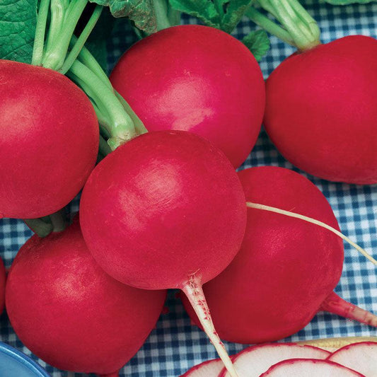 Organic German Giant Radish