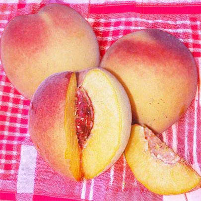 Red Baron Peach Tree