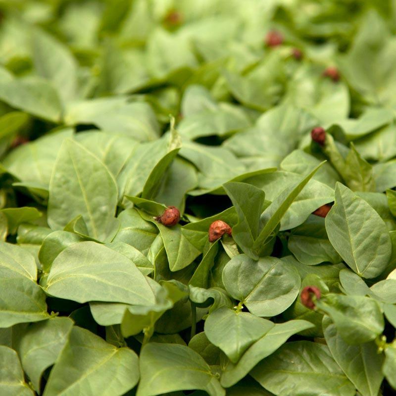 Red Cowpeas - Raw Seed (lb)